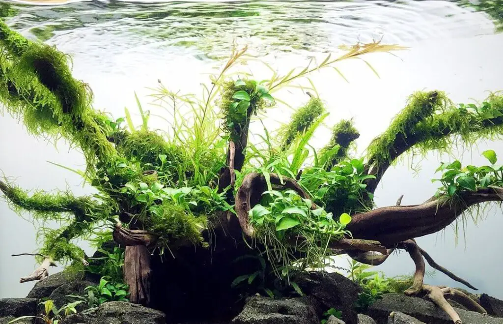 aquascape design with redmoor driftwood