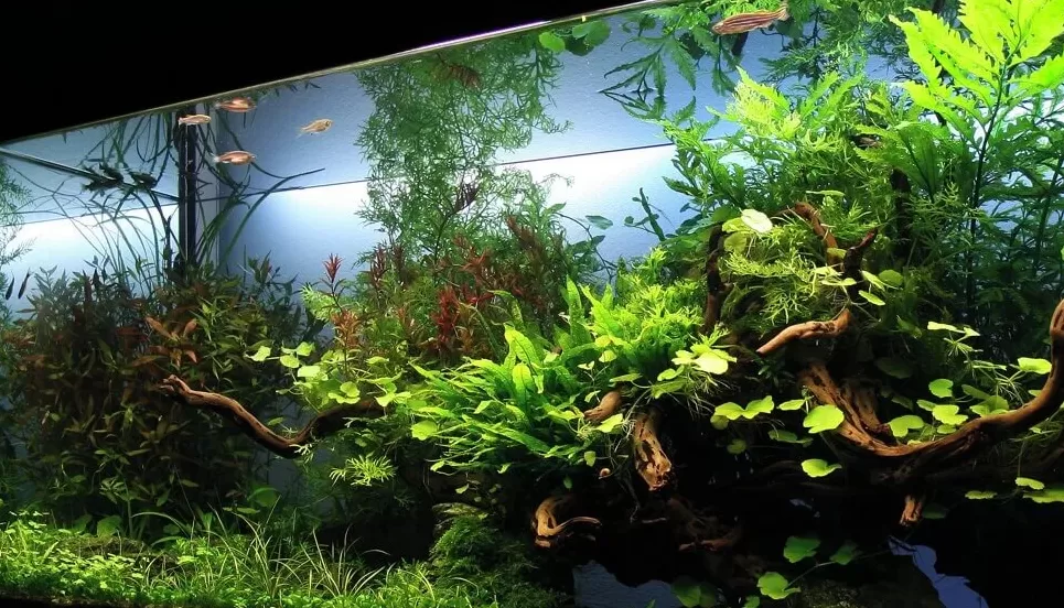 aquascape design