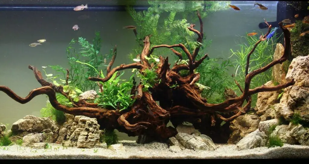 aquascapes design ideas with driftwood