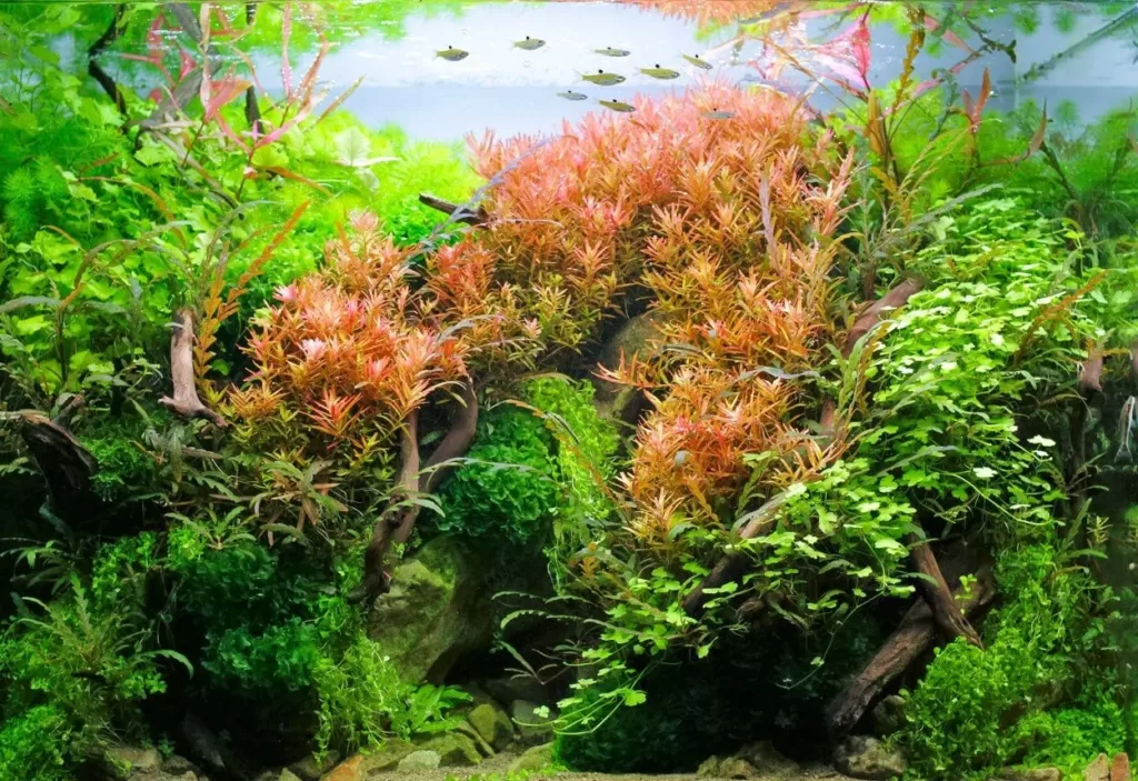 aquascape with saba wood driftwood