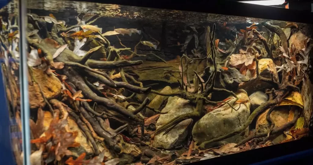 Rhododendron driftwood in aquascape