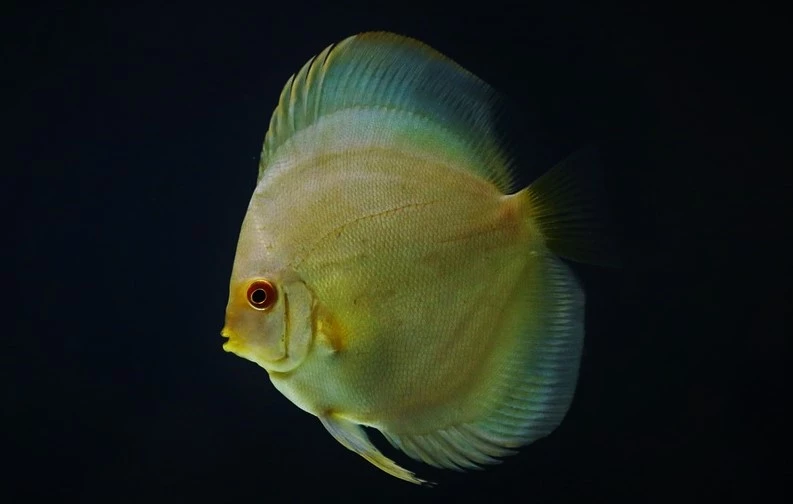 brown discus fish