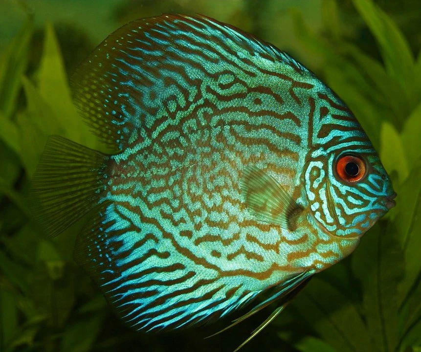 green discus fish