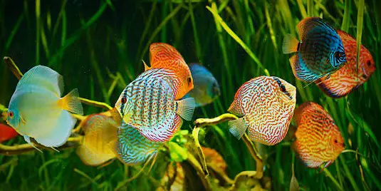 a group of discus fish