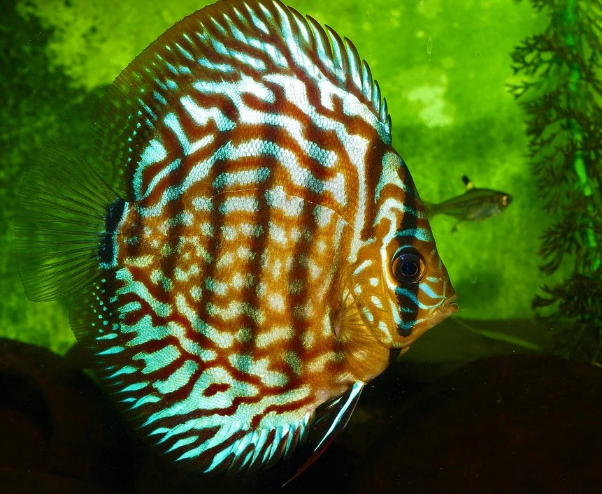 heckel discus fish