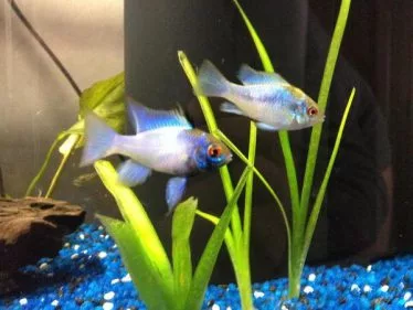 male and female Ram cichlid