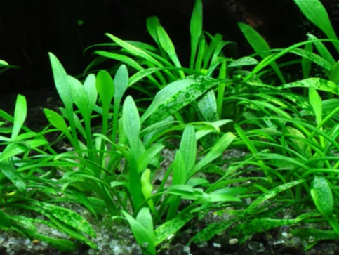 Cryptocoryne Parva