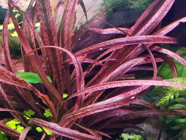 Cryptocoryne Spiralis