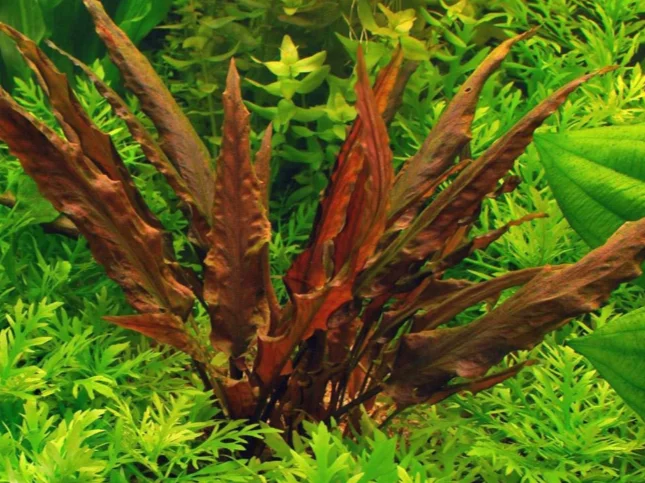 Cryptocoryne Undulata Red