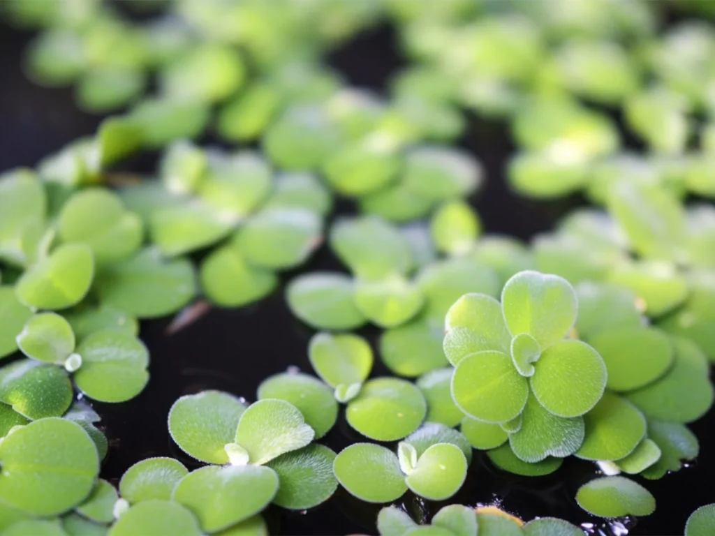 duckweed