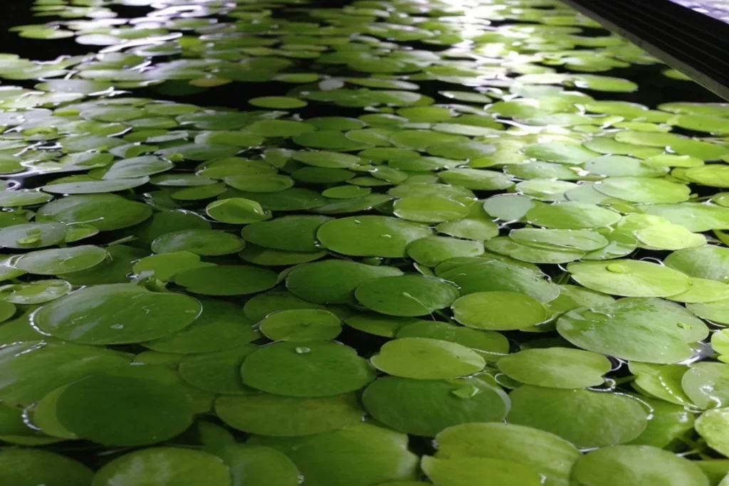 frogbit