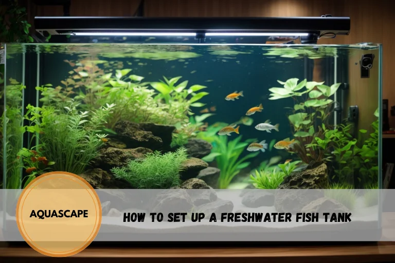 How to Set Up a Freshwater Fish Tank