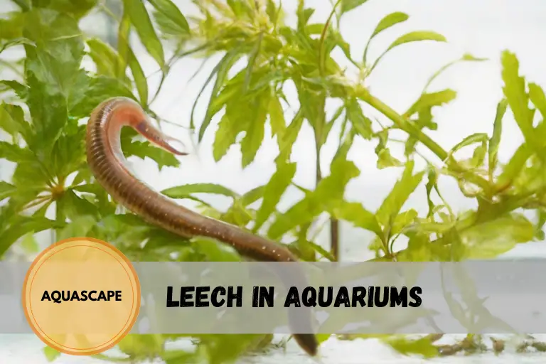 Leech in aquariums