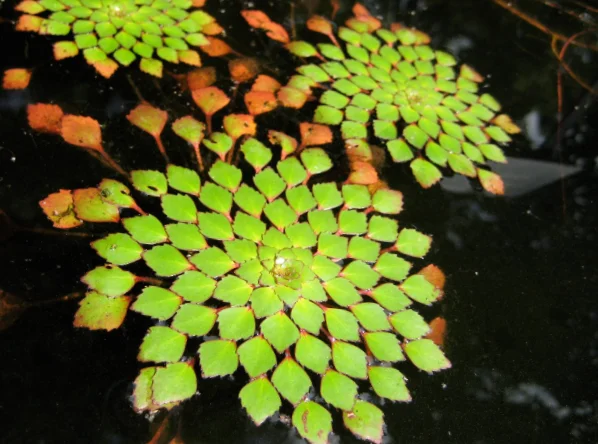 Ludwigia Sedioides