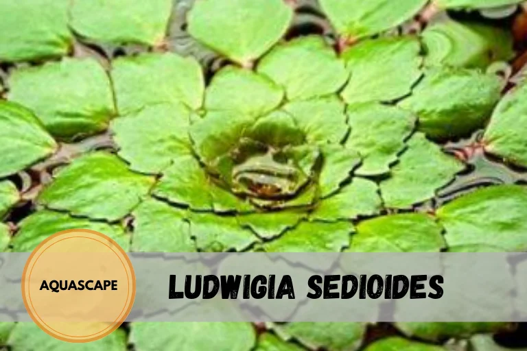 Ludwigia Sedioides