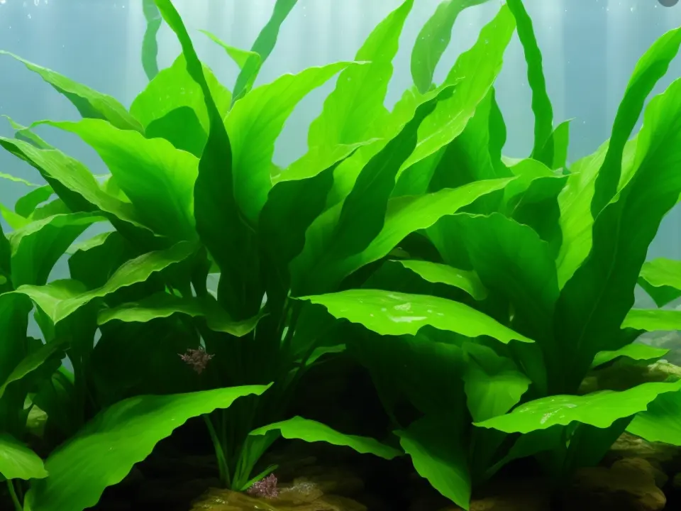 Cryptocoryne Aquarium Plant