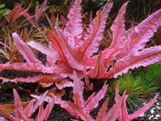 Cryptocoryne Flamingo