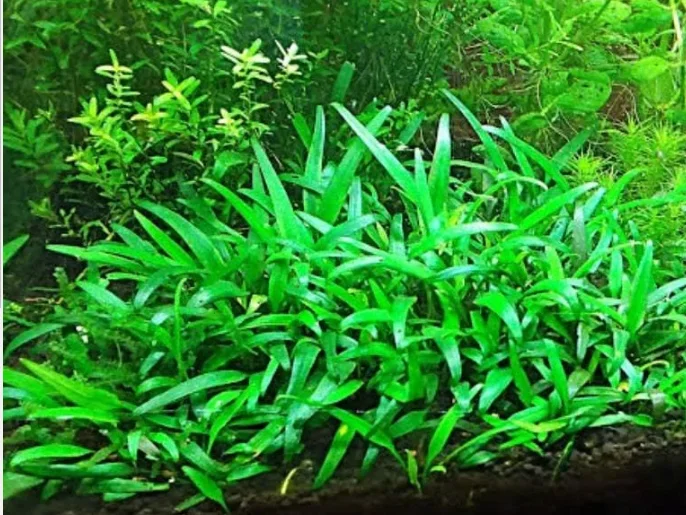 Cryptocoryne Lucens