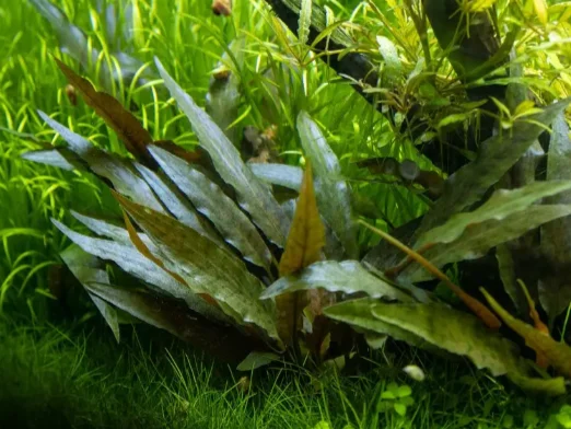 Cryptocoryne Mioya