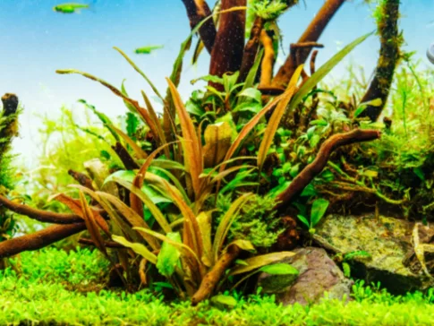 cryptocoryne petchii