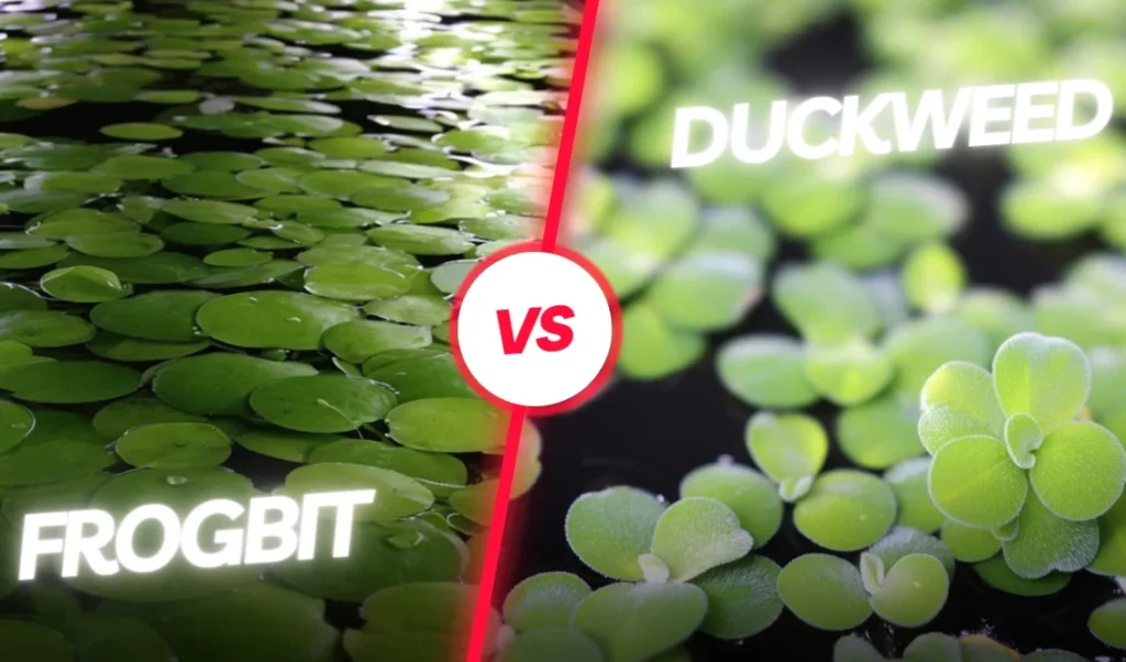 Frogbit vs Duckweed