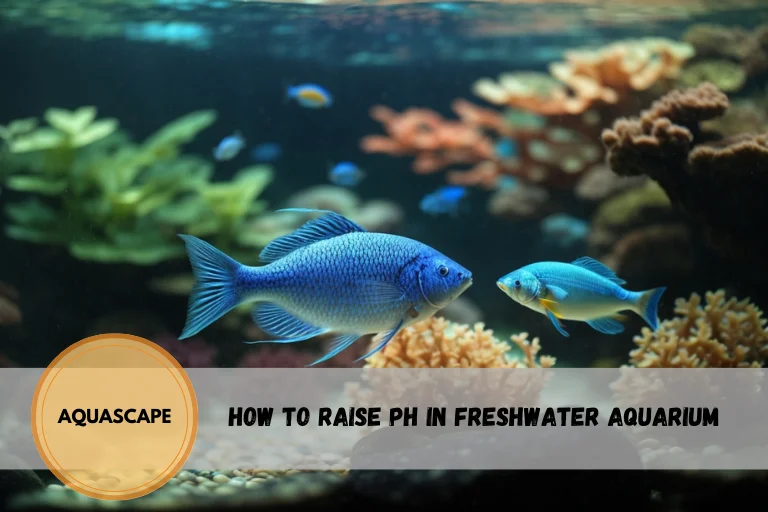 how to raise ph in freshwater aquarium