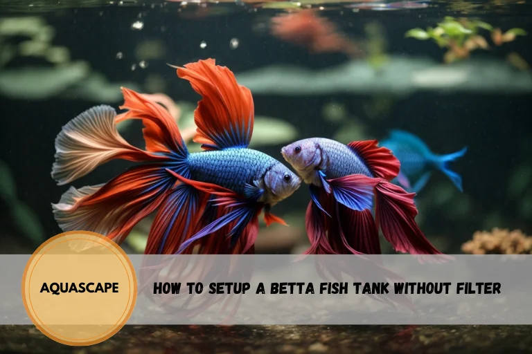 how to setup a betta fish tank without filter
