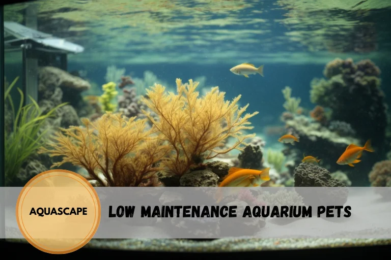 low maintenance aquarium pets
