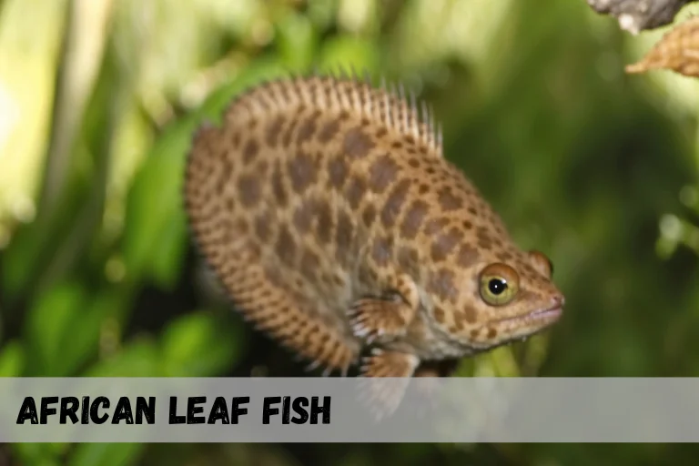 African Leaf Fish