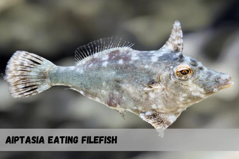 Aiptasia Eating Filefish