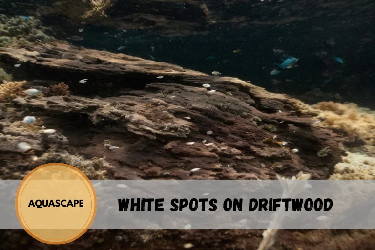 White Spots on Driftwood