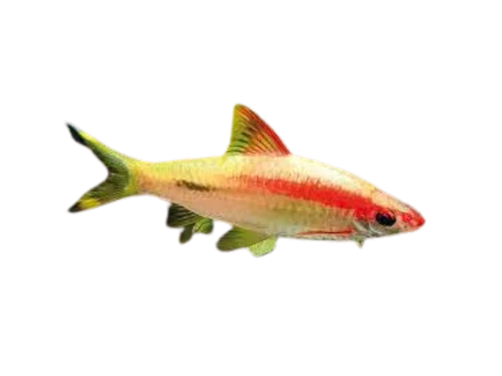 Albino Roseline Shark