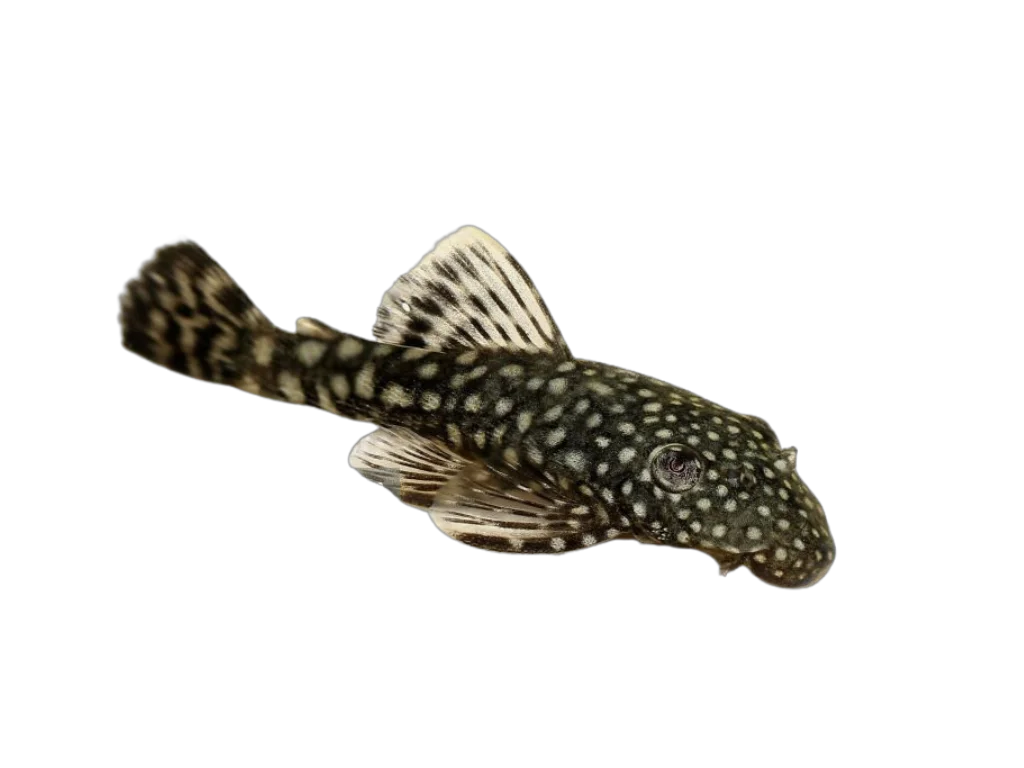 Bristlenose Plecostomus as an algae eater fish