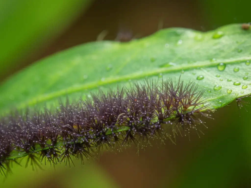 Macro close up of black beard algae tufts growing on aquarium plant leaf