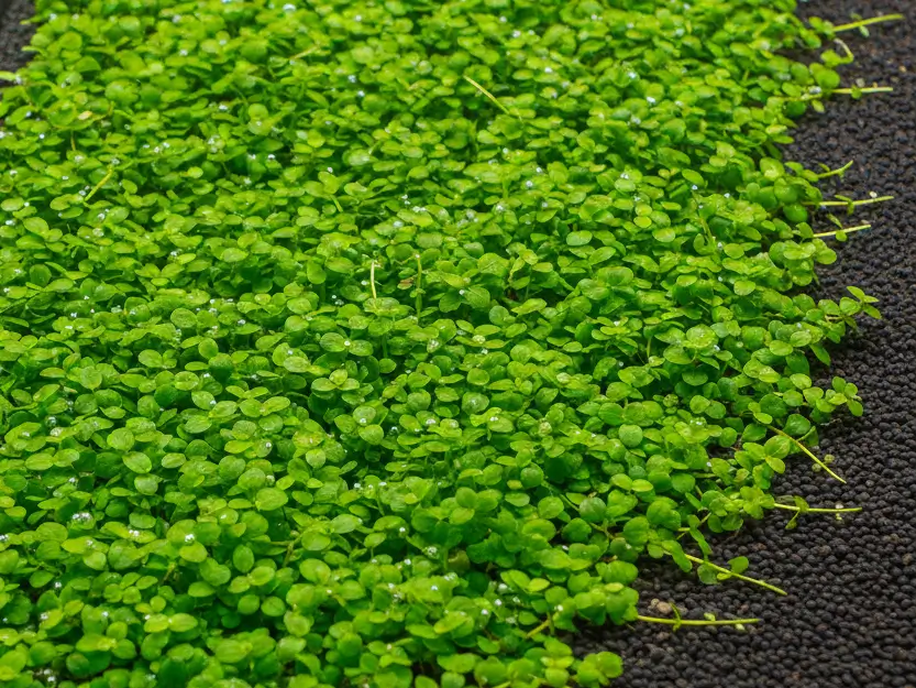 Dense Glossostigma elatinoides carpet showing successful horizontal growth pattern with bright green rounded leaves covering dark aquarium substrate completely